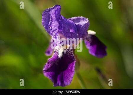 Una bandiera viola iris (iris germanica) cresce in un giardino di primavera Foto Stock