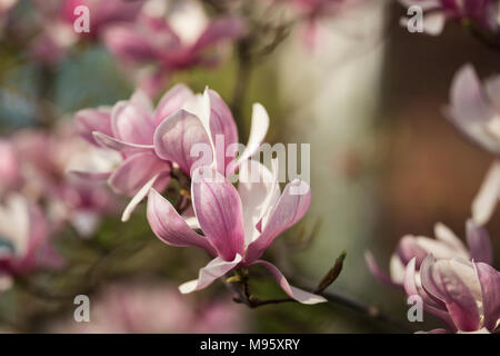 Rosa e Bianco piattino fiori di magnolia (x Magnolia soulangeana) che cresce su un albero in Atlanta, Foto Stock