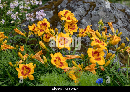 "Ingannare me' Daylily, Daglilja (Hemerocallis) Foto Stock