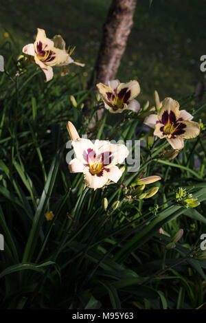 'Moonlit Masquerade' Daylily, Daglilja (Hemerocallis) Foto Stock