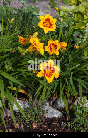 "Ingannare me' Daylily, Daglilja (Hemerocallis) Foto Stock