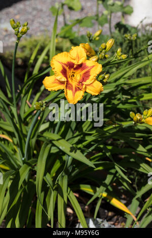 "Ingannare me' Daylily, Daglilja (Hemerocallis) Foto Stock