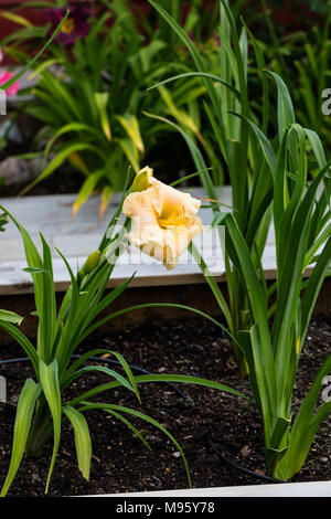 "Newberry tempo preso in prestito' Daylily, Daglilja (Hemerocallis) Foto Stock