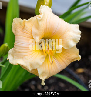 "Newberry tempo preso in prestito' Daylily, Daglilja (Hemerocallis) Foto Stock