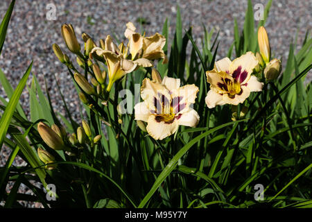 'Moonlit Masquerade' Daylily, Daglilja (Hemerocallis) Foto Stock