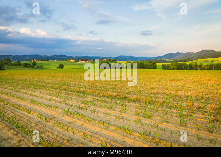 Im Kornfeld Mühlviertel, Österreich Foto Stock