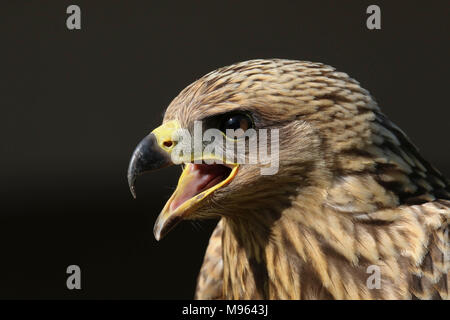 Ritratto di un giallo fatturati Kite capretti Foto Stock