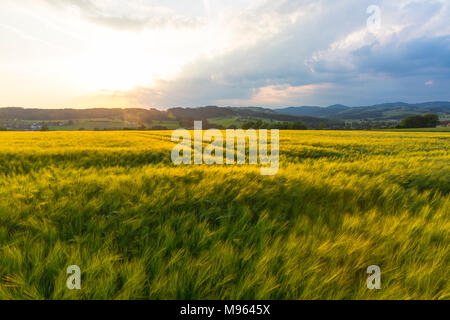 Im Kornfeld Mühlviertel, Österreich Foto Stock