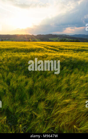 Im Kornfeld Mühlviertel, Österreich Foto Stock