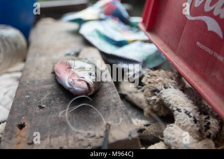 I pescatori e le loro catture a sud del ponte di Denton, nel Tanbi complesso di zone umide. Foto Stock