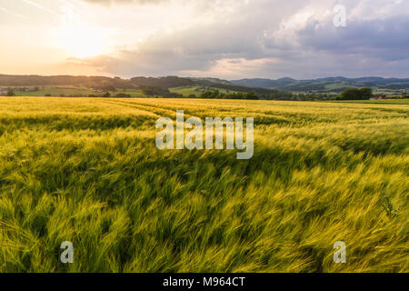 Im Kornfeld Mühlviertel, Österreich Foto Stock