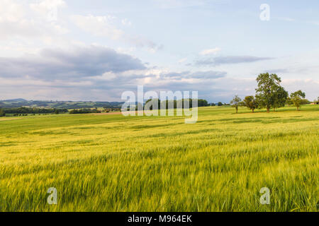 Im Kornfeld Mühlviertel, Österreich Foto Stock