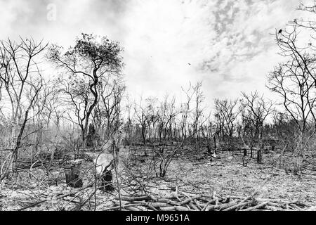 Una boccola fire lacrime attraverso il fiume centrale regione, Gambia, durante le alte temperature nel marzo 2018. Foto Stock