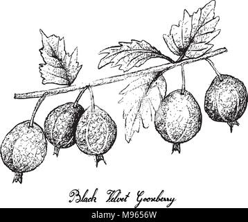 Frutti di bosco e illustrazione di mano il bozzetto fresco velluto nero Ribes o Ribes Oxyacanthoides frutto isolato su sfondo bianco. Illustrazione Vettoriale