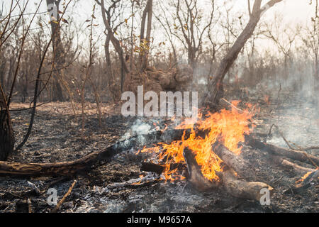 Una boccola fire lacrime attraverso il fiume centrale regione, Gambia, durante le alte temperature nel marzo 2018. Foto Stock