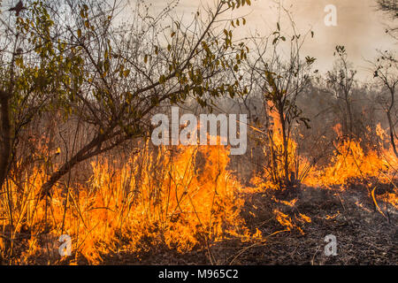 Una boccola fire lacrime attraverso il fiume centrale regione, Gambia, durante le alte temperature nel marzo 2018. Foto Stock