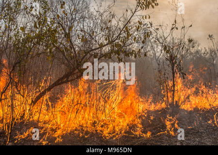 Una boccola fire lacrime attraverso il fiume centrale regione, Gambia, durante le alte temperature nel marzo 2018. Foto Stock