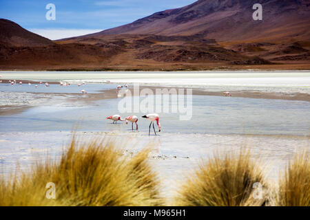 Laguna Hedionda a Eduardo Avaroa fauna Andina riserva nazionale in Bolivia Foto Stock