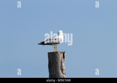 Gull permanente sulla palizzata da "Delta del Po' laguna. Natura italiana. Birdwatching Foto Stock