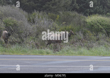 Cervi attraversando la strada in Oregon, USA Foto Stock