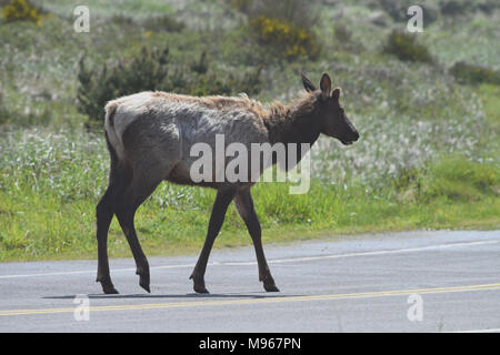 Cervi attraversando la strada in Oregon, USA Foto Stock