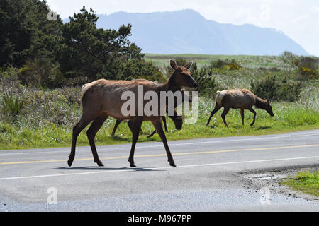 Cervi attraversando la strada in Oregon, USA Foto Stock