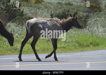 Cervi attraversando la strada in Oregon, USA Foto Stock