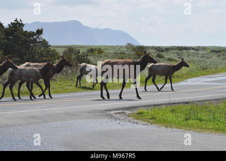 Cervi attraversando la strada in Oregon, USA Foto Stock