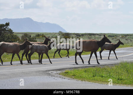 Cervi attraversando la strada in Oregon, USA Foto Stock