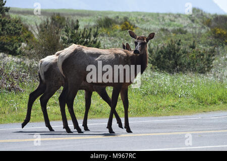 Cervi attraversando la strada in Oregon, USA Foto Stock