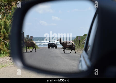 Lo specchietto laterale vista di cervi che attraversa la strada in Oregon, USA Foto Stock