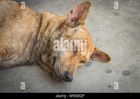 I senzatetto cane dormire a terra Foto Stock