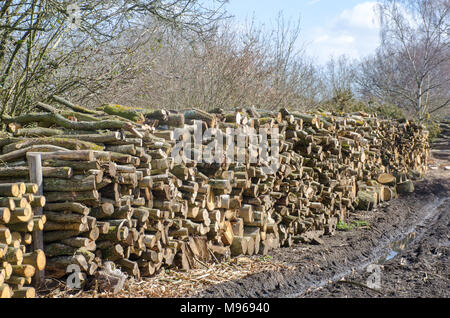 Woodyard piena di nuovi alberi abbattuti Foto Stock