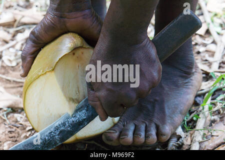 Apertura e preparazione di una noce di cocco con un machete per bere l'acqua di cocco. Foto Stock