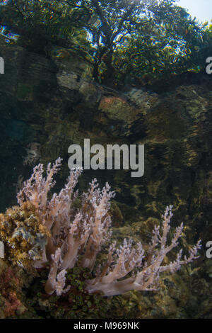 Shallow soft coral sotto la superficie, Lembeh Island, Lembeh strait, Oceano Pacifico, Indonesia, Foto Stock