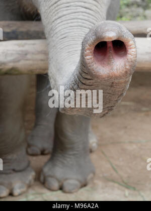 Immagine ravvicinata di un elefante del tronco o il naso con parti di gambe e piedi con naturale texture rugosa mostra concetto di nosy, facendo leva, curiosi e snoopy Foto Stock