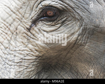 Immagine ravvicinata di un elefante's eye con parti della testa, orecchio, il collo e il tronco con naturale texture rugosa mostra concetto di solitudine, stanchezza, e disperato Foto Stock