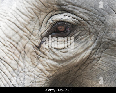 Immagine ravvicinata di un elefante's eye con parti della testa, orecchio, il collo e il tronco con naturale texture rugosa mostra concetto di solitudine, stanchezza, e disperato Foto Stock