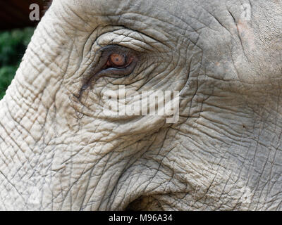 Immagine ravvicinata di un elefante's eye con parti della testa, orecchio, il collo e il tronco con naturale texture rugosa mostra concetto di solitudine, stanchezza, e disperato Foto Stock