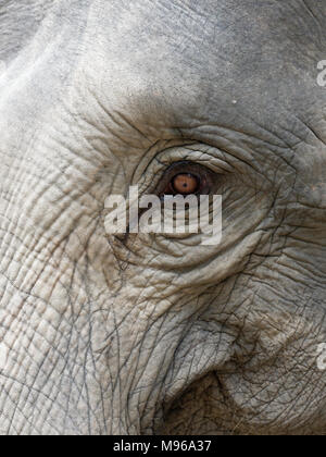 Immagine ravvicinata di un elefante's eye con parti della testa, orecchio, il collo e il tronco con naturale texture rugosa mostra concetto di solitudine, stanchezza, e disperato Foto Stock