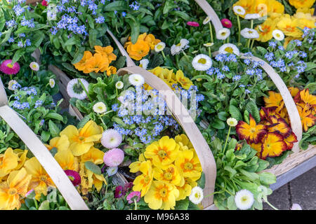 Cesti con colorate primule, margherite e dimenticare-me-Middlesbrough Foto Stock