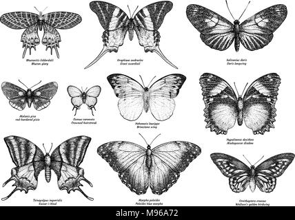 Farfalle tropicali raccolta, illustrazione, disegno, incisione, inchiostro, line art, vettore Illustrazione Vettoriale