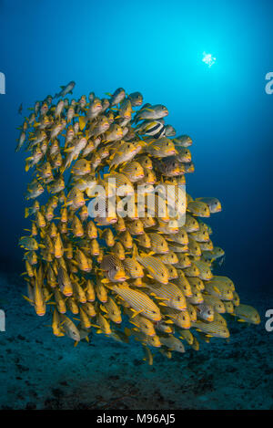 Una scuola di ribbon sweetlips pesci nuotano strettamente insieme in acque profonde su una barriera corallina in Raja Ampat Marine Park, Papua occidentale, in Indonesia. Foto Stock