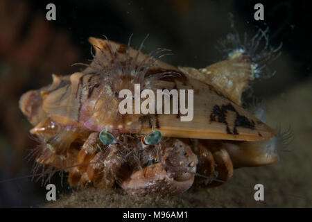 Anemone Granchio eremita, Dardano pedunculatus, Lembeh Island, Lembeh strait, Oceano Pacifico, Indonesia, Foto Stock