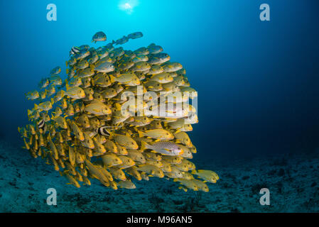 Una scuola di ribbon sweetlips pesci nuotano strettamente insieme in acque profonde su una barriera corallina in Raja Ampat Marine Park, Papua occidentale, in Indonesia. Foto Stock