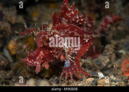 Lembo di pagaia scorfani, Rhinopias eschmeyeri, Lembeh Island, Lembeh strait, Oceano Pacifico, Indonesia, Foto Stock