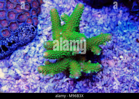 Verde SPS Acropora corallo in chiaro di luna Foto Stock