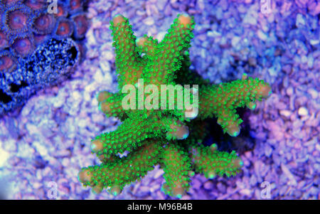 Verde SPS Acropora corallo in chiaro di luna Foto Stock