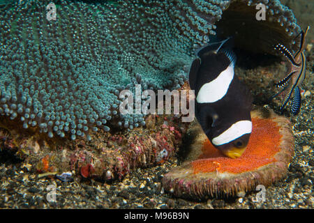 A doppio spiovente, Anemonefish Amphiprion polymnus, con uova, da un Haddon la moquette anemone, sticodactila haddoni, Lembeh strait, Oceano Pacifico Foto Stock