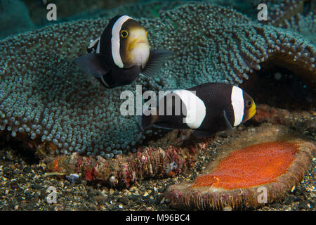 A doppio spiovente, Anemonefish Amphiprion polymnus, con uova, da un Haddon la moquette anemone, sticodactila haddoni, Lembeh strait, Oceano Pacifico Foto Stock